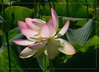 &nbsp; Gro&szlig;e Lotus-Bl&uuml;te &nbsp;