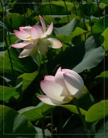 &nbsp; Zwei Lotus-Bl&uuml;ten &nbsp;