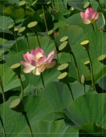 &nbsp; Lotus-Bl&uuml;te und Samen &nbsp;
